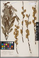 Foto von Salix cinerea L.